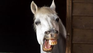 Превью обои лошадь, улыбка, зубы, челюсть, грива