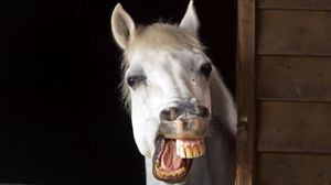Превью обои лошадь, улыбка, зубы, челюсть, грива