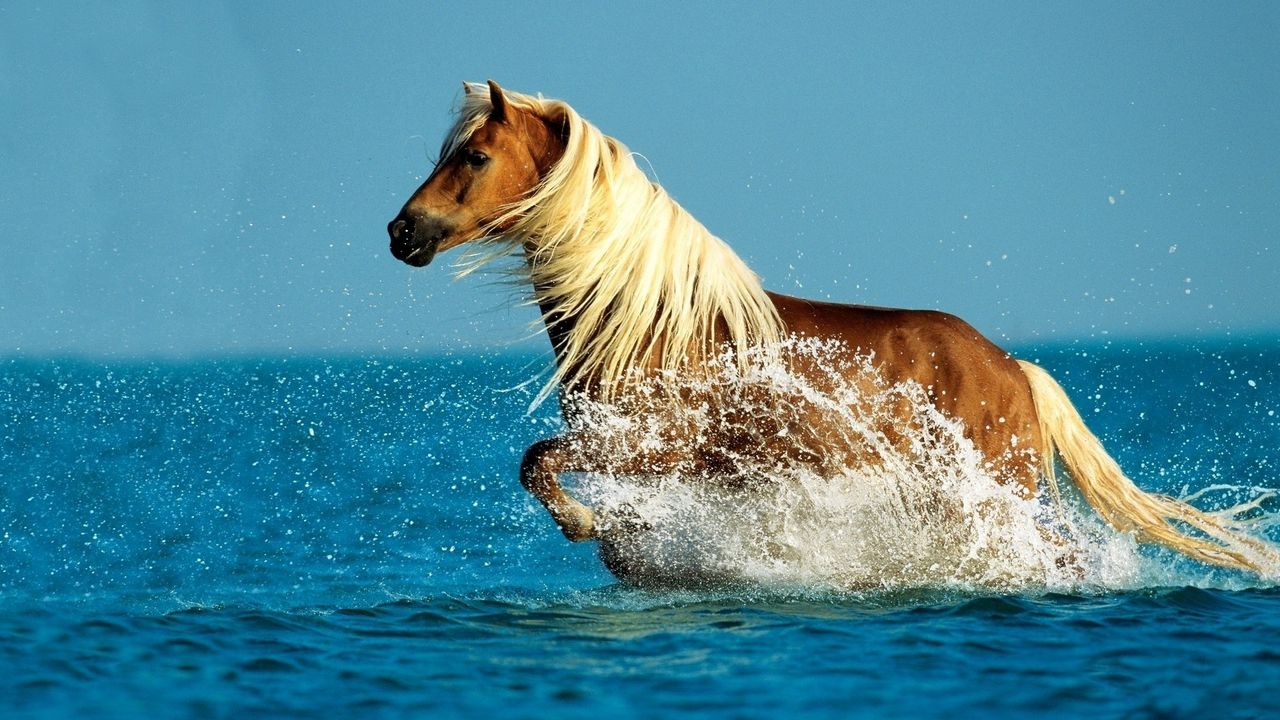 Обои лошадь, вода, брызги, прогулка, небо, море