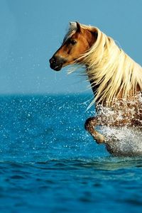 Превью обои лошадь, вода, брызги, прогулка, небо, море