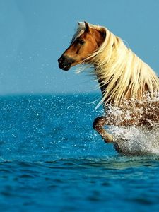 Превью обои лошадь, вода, брызги, прогулка, небо, море