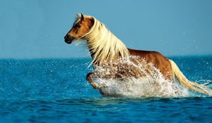 Превью обои лошадь, вода, брызги, прогулка, небо, море