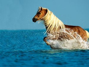 Превью обои лошадь, вода, брызги, прогулка, небо, море