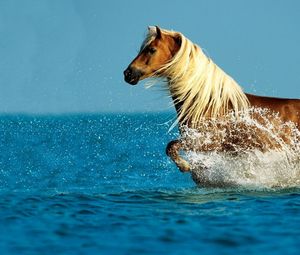 Превью обои лошадь, вода, брызги, прогулка, небо, море