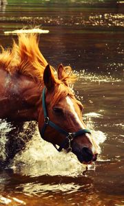 Превью обои лошадь, вода, брызги, волна