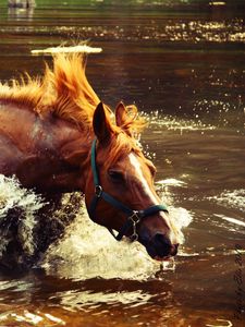 Превью обои лошадь, вода, брызги, волна