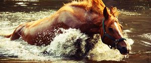 Превью обои лошадь, вода, брызги, волна