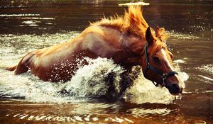 Превью обои лошадь, вода, брызги, волна