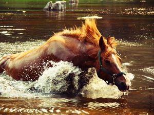 Превью обои лошадь, вода, брызги, волна