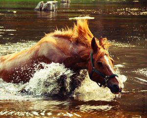 Превью обои лошадь, вода, брызги, волна