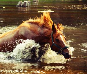 Превью обои лошадь, вода, брызги, волна