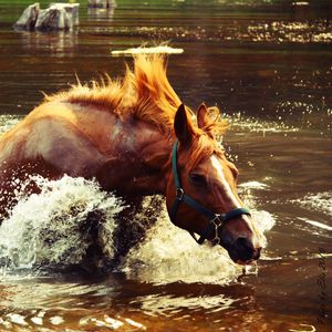 Превью обои лошадь, вода, брызги, волна