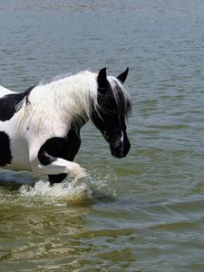 Превью обои лошадь, вода, купание