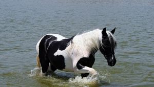 Превью обои лошадь, вода, купание