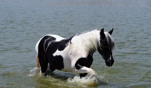 Превью обои лошадь, вода, купание