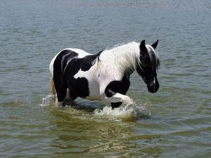 Превью обои лошадь, вода, купание