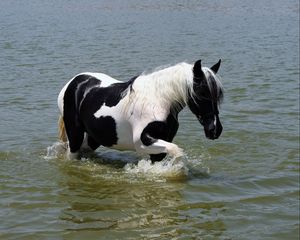 Превью обои лошадь, вода, купание