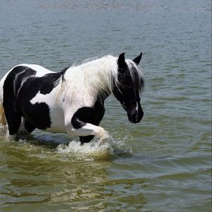 Превью обои лошадь, вода, купание