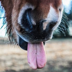 Превью обои лошадь, язык, нос