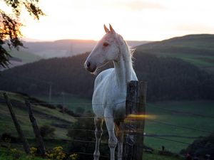 Превью обои лошадь, забор, закат, природа