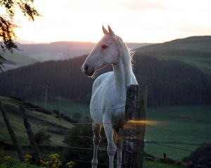 Превью обои лошадь, забор, закат, природа