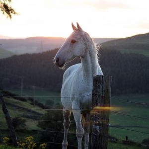 Превью обои лошадь, забор, закат, природа