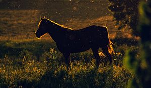 Превью обои лошадь, закат, силуэт, темный, луг, природа