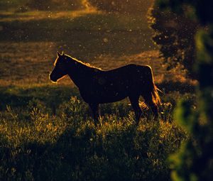 Превью обои лошадь, закат, силуэт, темный, луг, природа
