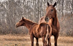 Превью обои лошадь, жеребец, пара, трава, деревья