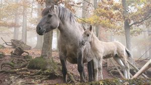 Превью обои лошадь, жеребец, прогулка, трава, деревья, лес