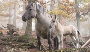 Превью обои лошадь, жеребец, прогулка, трава, деревья, лес