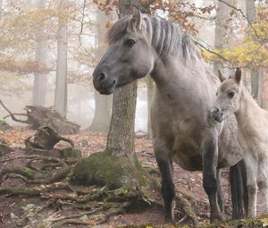 Превью обои лошадь, жеребец, прогулка, трава, деревья, лес