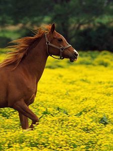 Превью обои лошадь, жеребец, семья, полет, трава, бег, прыжок