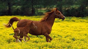Превью обои лошадь, жеребец, семья, полет, трава, бег, прыжок