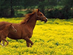 Превью обои лошадь, жеребец, семья, полет, трава, бег, прыжок