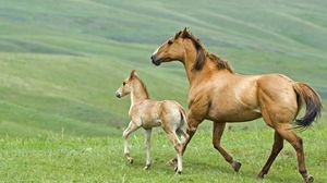 Превью обои лошадь, жеребец, трава, пара, прогулка, семья