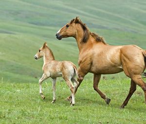 Превью обои лошадь, жеребец, трава, пара, прогулка, семья