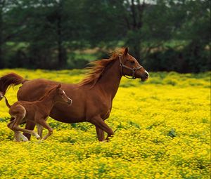 Превью обои лошадь, жеребец, трава, прыжок
