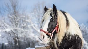 Превью обои лошадь, жеребец, зима