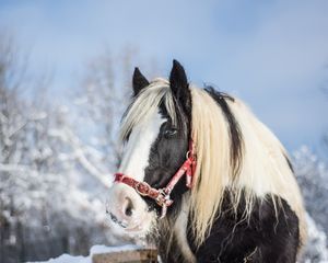 Превью обои лошадь, жеребец, зима