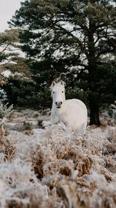 Превью обои лошадь, животное, белый