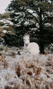 Превью обои лошадь, животное, белый