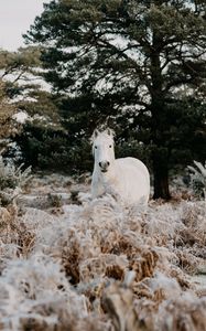 Превью обои лошадь, животное, белый