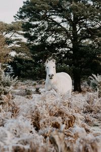 Превью обои лошадь, животное, белый