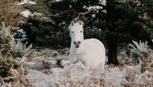 Превью обои лошадь, животное, белый