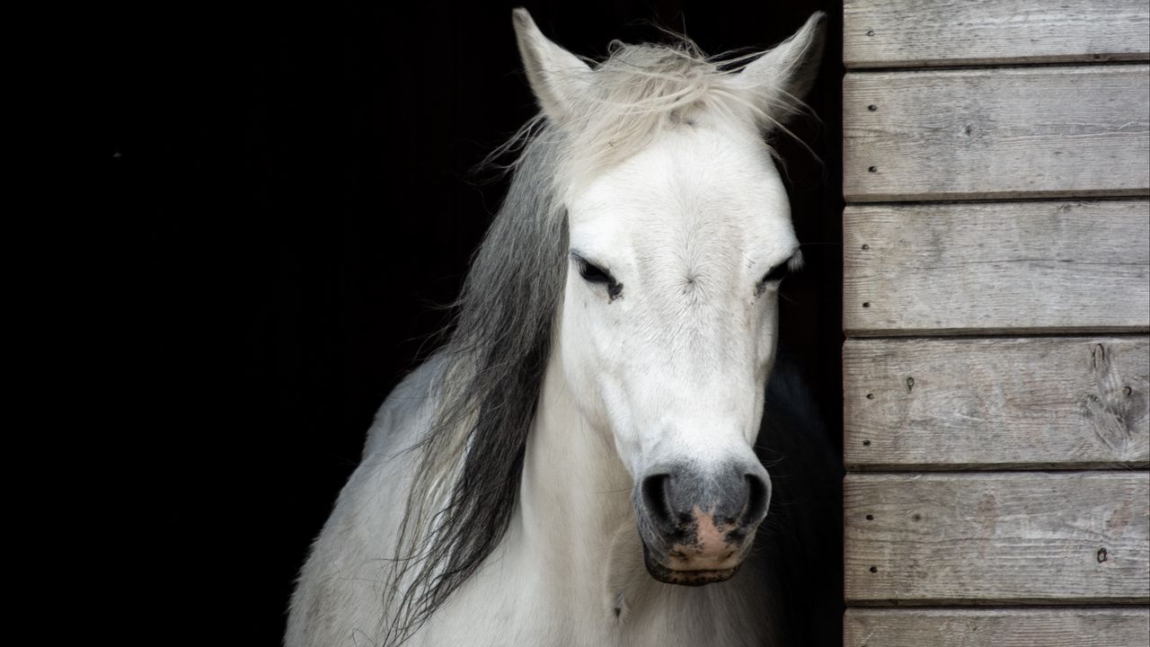 Обои лошадь, животное, белый, конюшня