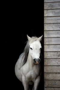 Превью обои лошадь, животное, белый, конюшня