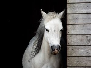 Превью обои лошадь, животное, белый, конюшня