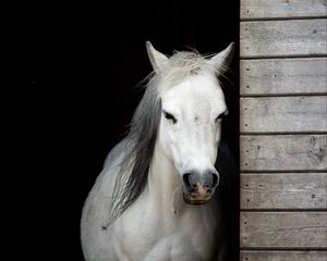 Превью обои лошадь, животное, белый, конюшня