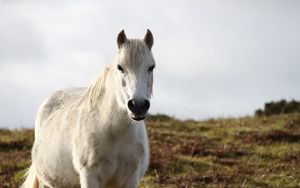 Превью обои лошадь, животное, белый, дикая природа